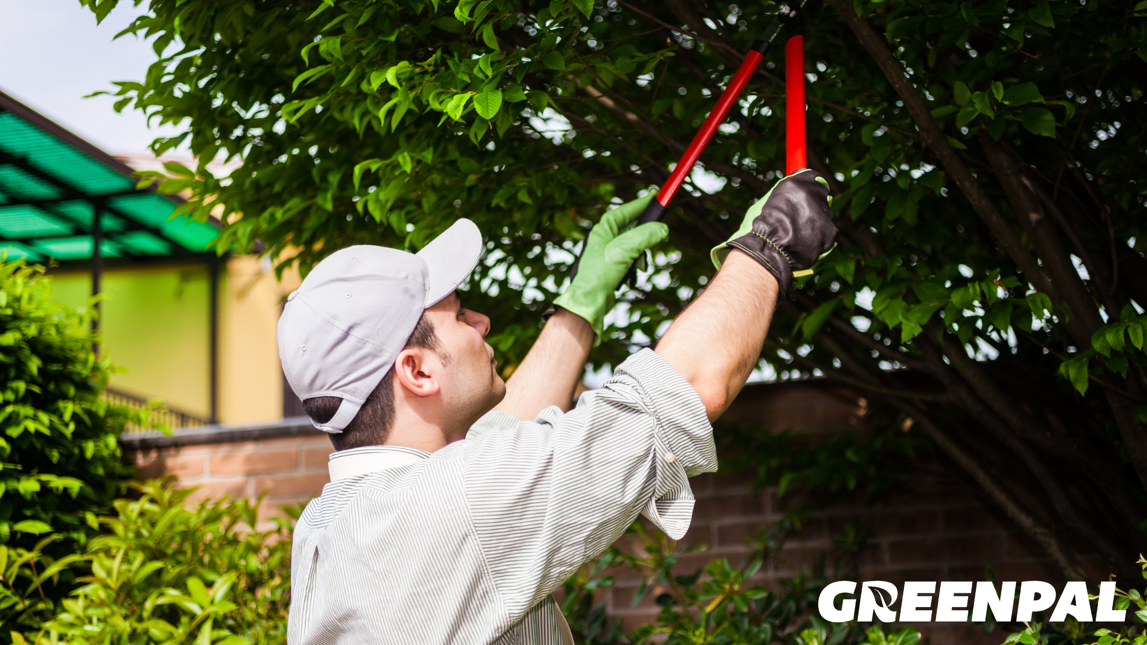 Proper Tree Pruning Techniques Every Homeowner Should Know By Greenpal