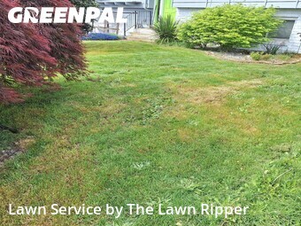 Lawn Mow nearby Kent, WA, 
