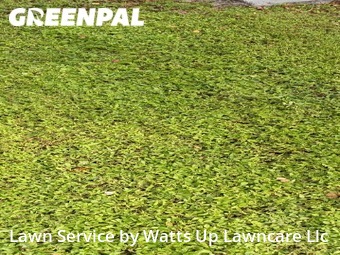 Grass Cut nearby Opa Locka, FL, 