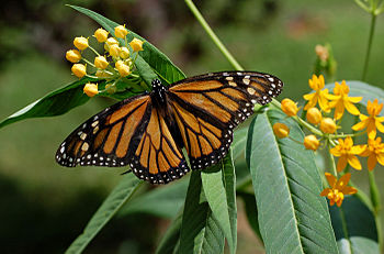 Create a butterfly sanctuary in your backyard