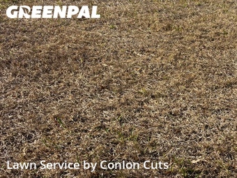 Grass Cut nearby Palmetto, FL, 