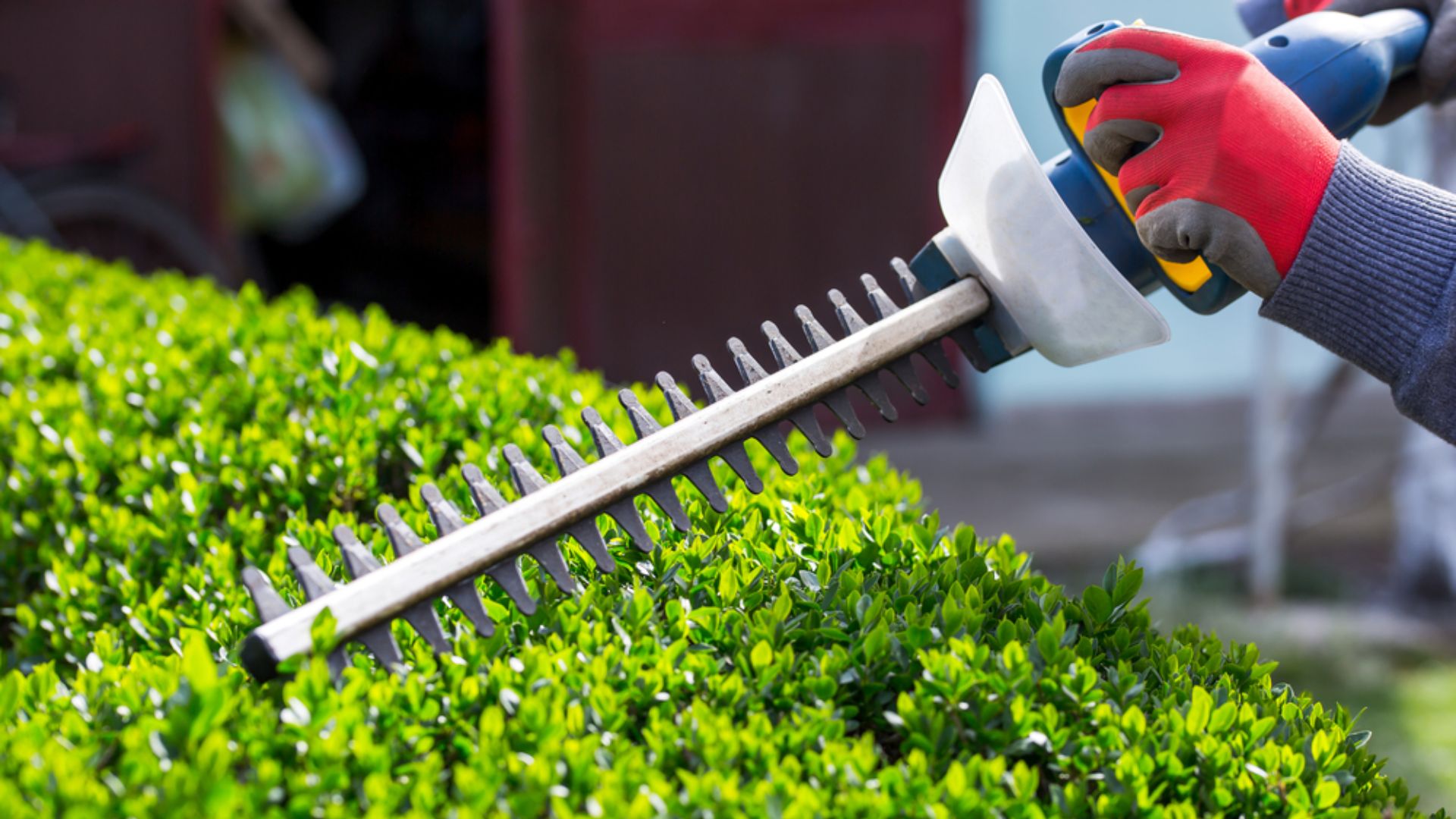 The Ultimate Guide To Trimming Your own Bushes