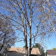 lawn-maintenance-in-Sparks-NV