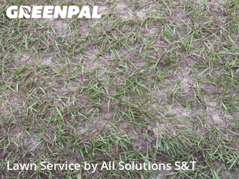 Lawn Cut nearby Poinciana, FL, 