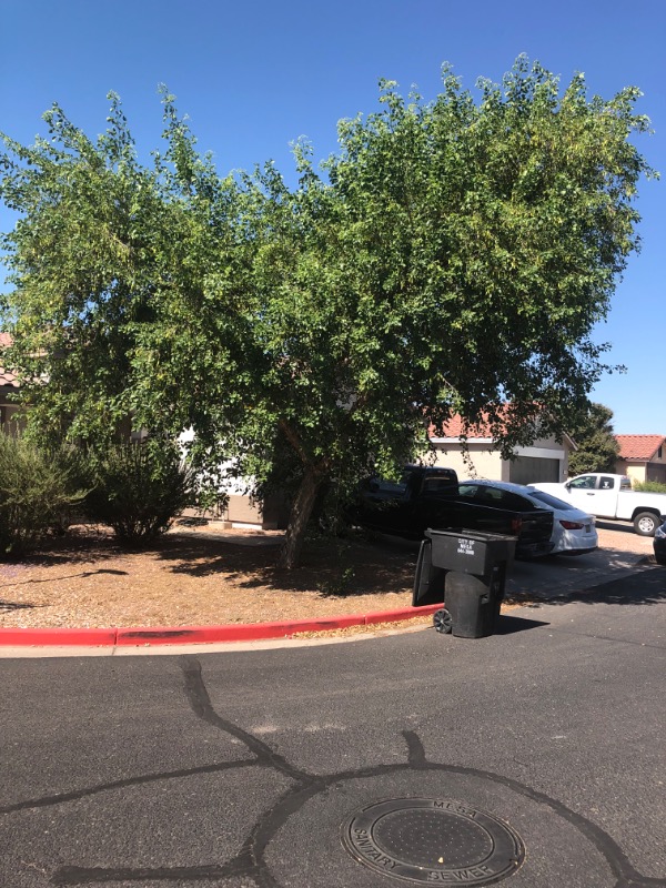 affordable-lawn-services-in-Casas Adobes-AZ