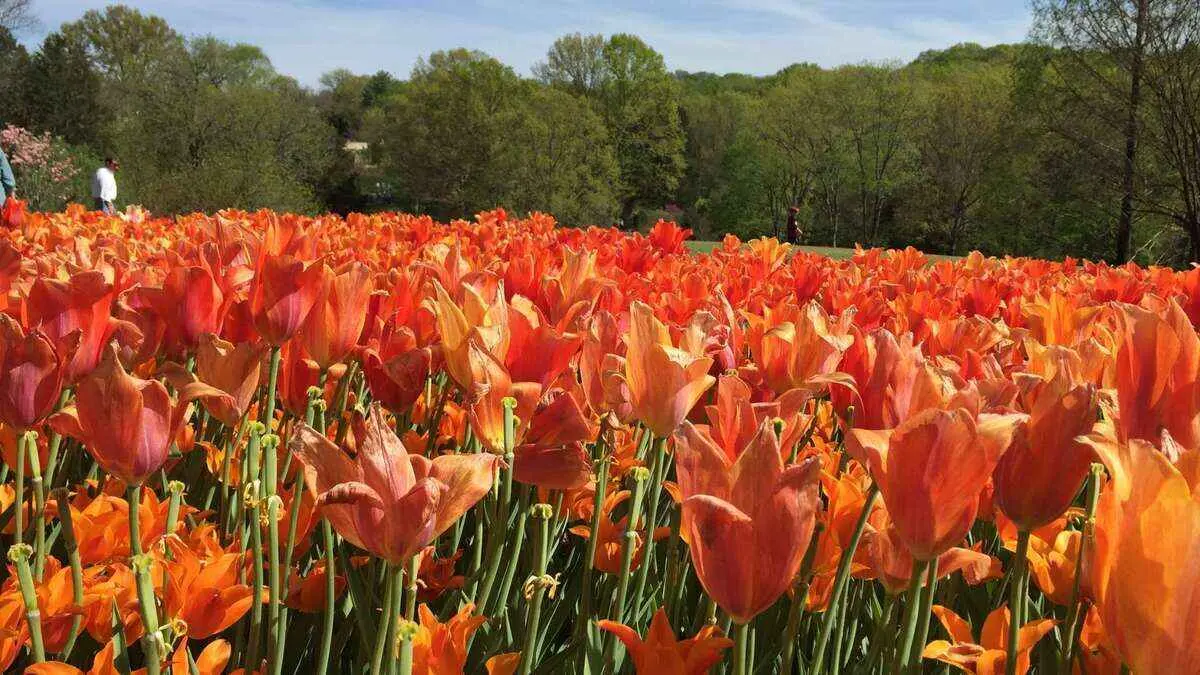 How to Plant and Use Bulbs Effectively for a Stunning Lawn?