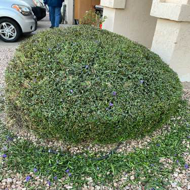 local-lawn-and-landscape-maintenance-services-near-me-in-Goodyear-AZ