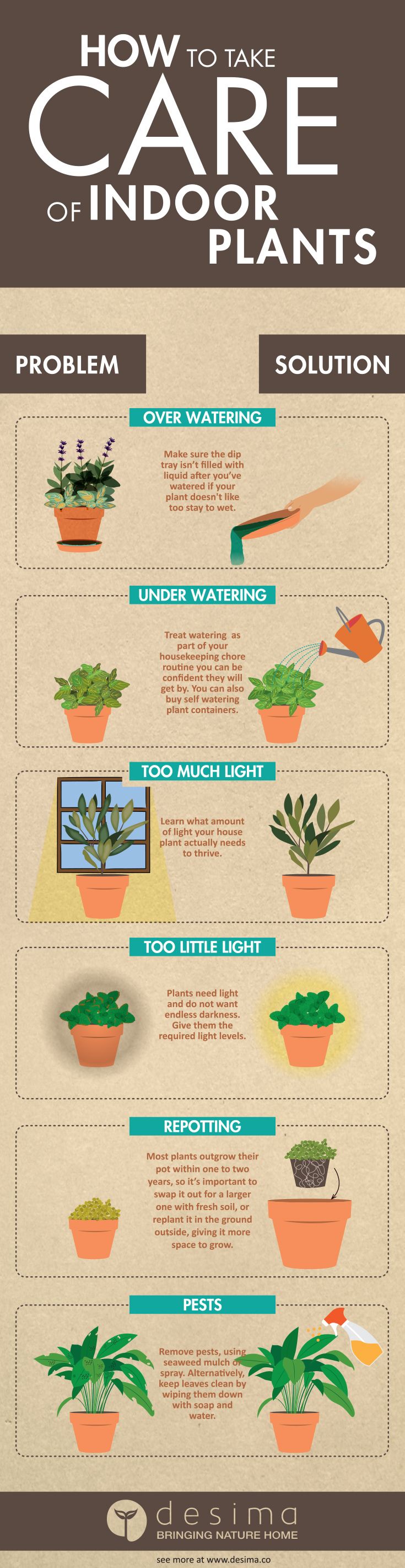 How do I care for my potted plants? (Illustrated guide)