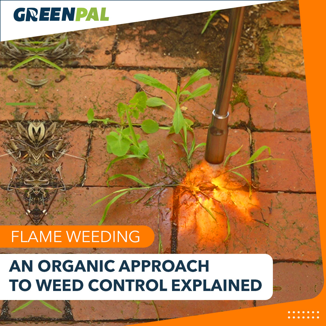 what-is-flame-weeding-your-guide-to-a-viable-organic-weed-control