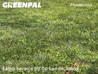 Grass Cut nearby Charlotte, NC, 