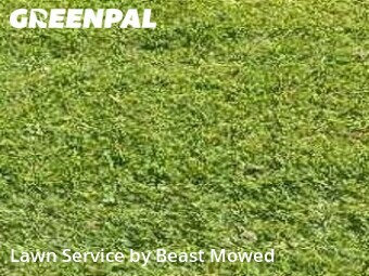 Lawn Mowing nearby Tampa, FL, 