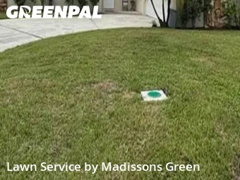 Lawn Management in Royal Palm Beach, 33411, Lawn Upkeep by Madissons Green, work completed in Dec , 2025
