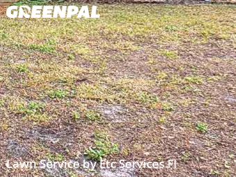 Landscaper In St. Petersburg,33702,Landscaping Maintenance by Etc Services Fl, work completed in Jan , 2026