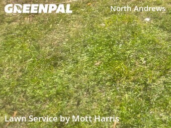 Grass Cutin Fort Lauderdale,33309,Lawn Cut by Mott Harris, work completed in Jun , 2026