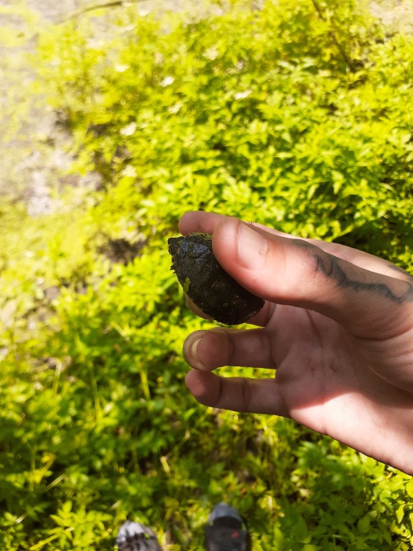 Green For Green Lawn Care Services in Essex, MD