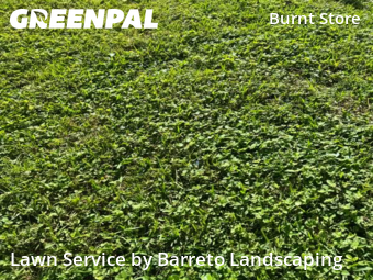 Lawn mowed in Cape Coral, 33993