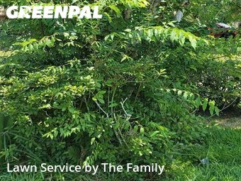 Lawn Cutting nearby Orlando, FL, 