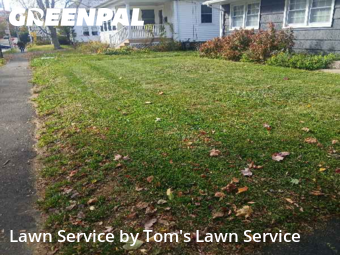 Grass Services in Lewiston, 4240, Grass Care by Tom's Lawn Service , work completed in Nov , 2025