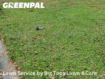 Lawn Mow nearby Longwood, FL, 