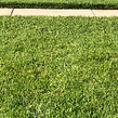 residential-lawn-cutting-businesses-in-Shorewood-WI