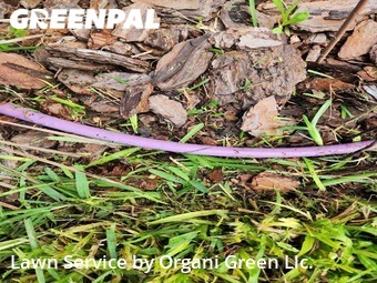 Lawn Service nearby Riverview, FL, 