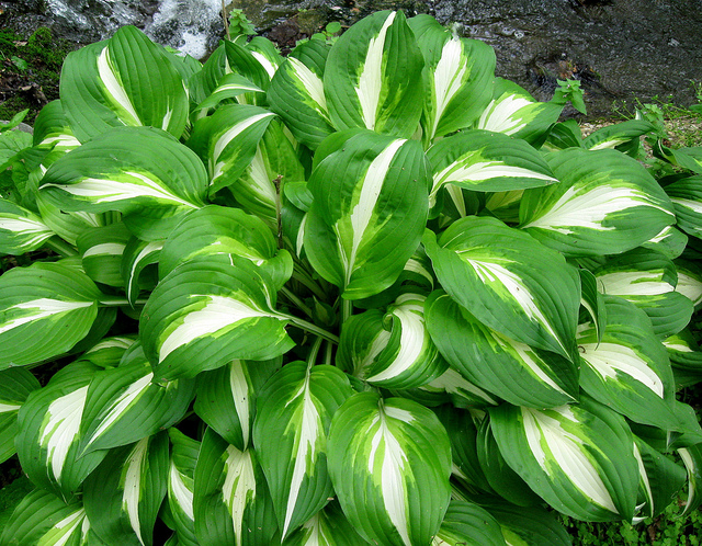 The 6 Best Shade Plants For Your Lawn