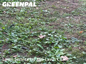 Lawn Service nearby Anniston, AL, 
