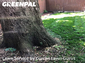 Lawn Cut nearby St. Louis, IL, 