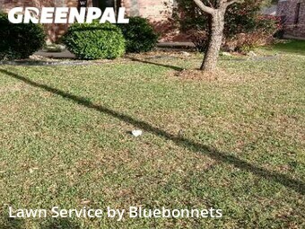Lawn Cut nearby Round Rock, TX, 
