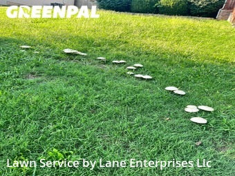 Lawn Cutting nearby Springfield, MO, 