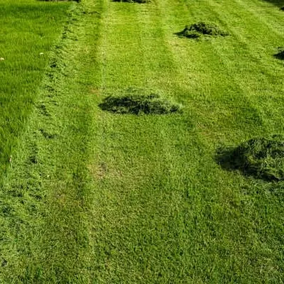 Arizona Lawn King Inc Photo 1