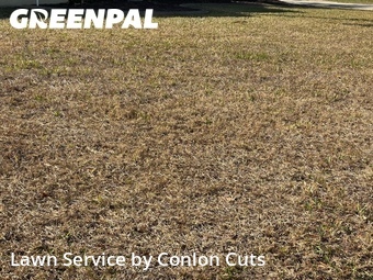 Grass Cut nearby Palmetto, FL, 