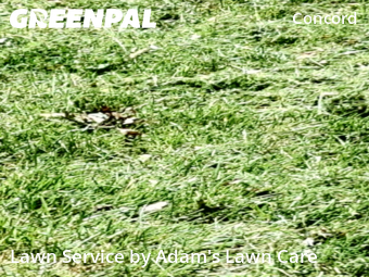 Grass Cut nearby St. Louis, MO, 