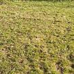 cheap-lawn-cutting-businesses-in-Lakewood-WA