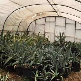 Best Nursery in Midland Texas 2