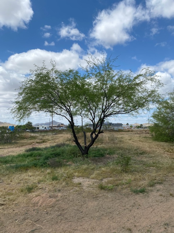 affordable-landscaping-maintenance-services-in-Buckeye-AZ