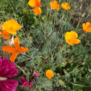 affordable-grass-cutting-businesses-in-Portland-OR