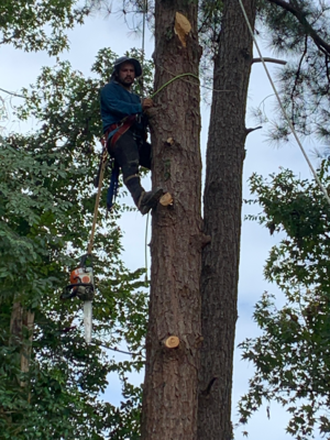 Evergreen Lanscaping