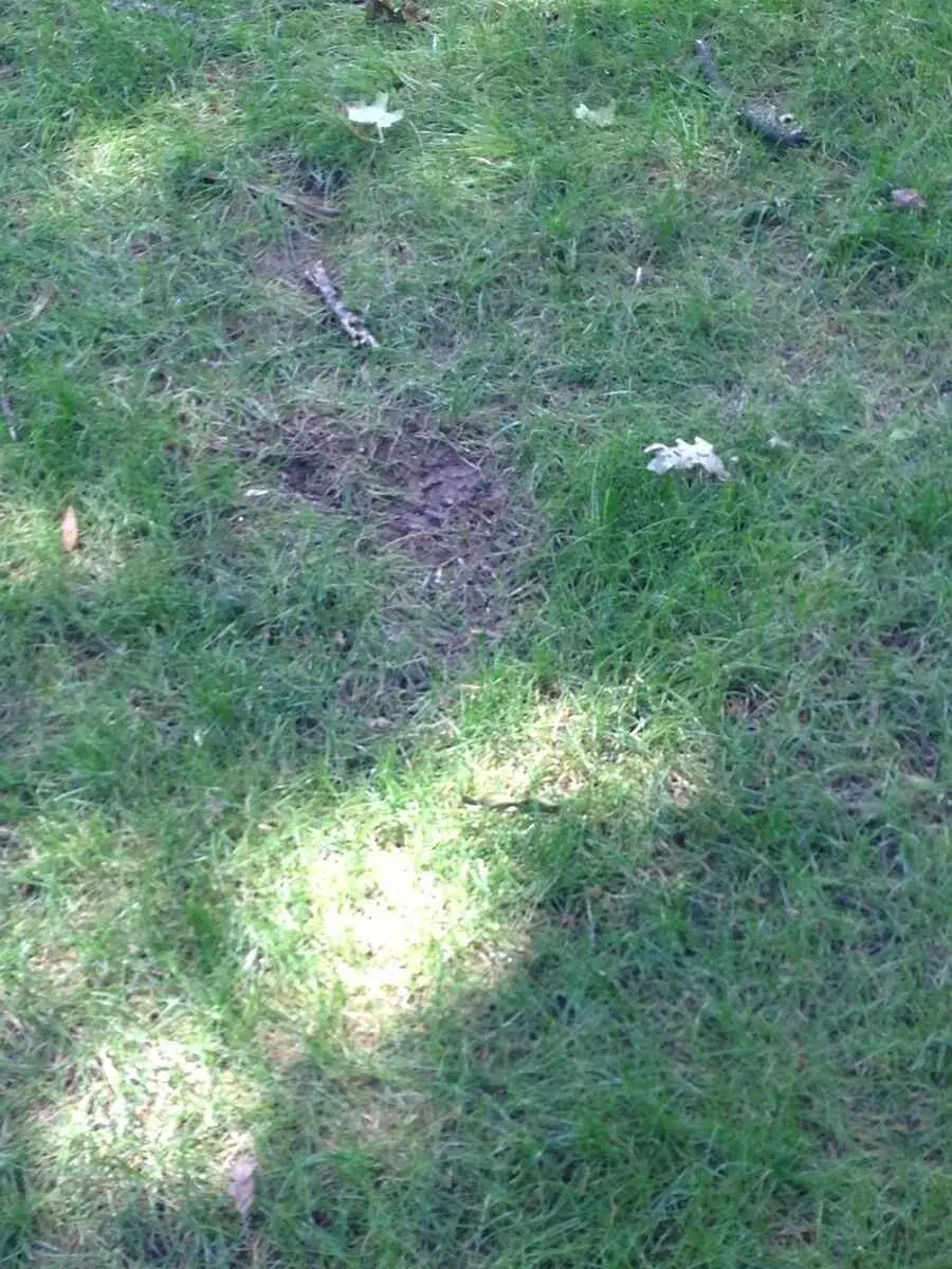 My landscaper is leaving ruts in my lawn!