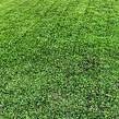 affordable-grass-cutting-businesses-in-Waukesha-WI