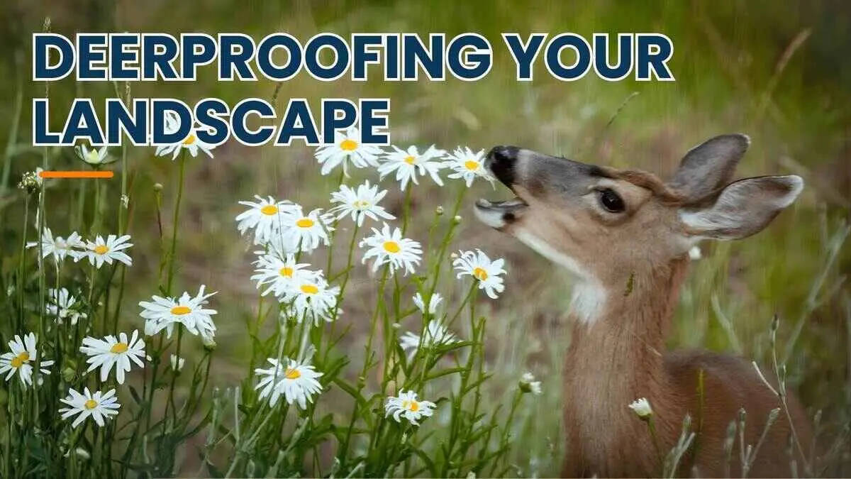 The Complete Guide for Deerproofing Your Landscape By Greenpal