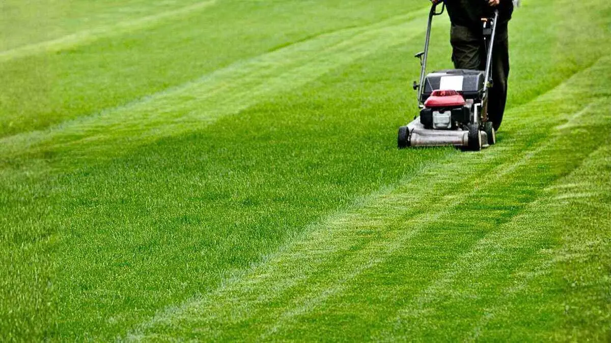 Mowing Height Chart: How High to Cut Your Grass