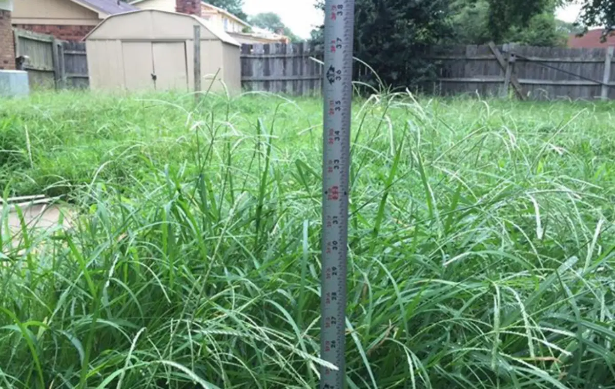 Help! I've let my lawn get too tall, what do I do?