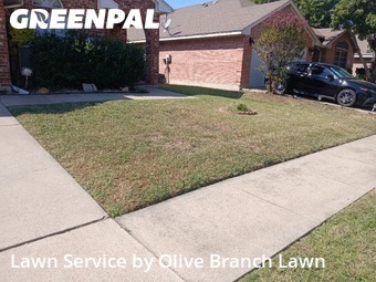 Lawn Cuttingin Saginaw,76131,Lawn Service by Olive Branch Lawn, work completed in Dec , 2025