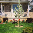 lawn-care-services-in-Layton-UT