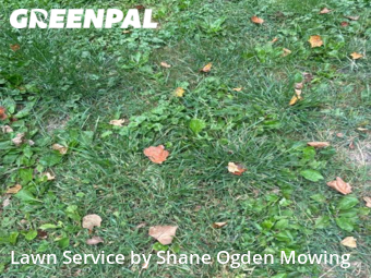 Lawn Cut nearby Champaign, IL, 