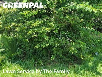 Grass Cutting nearby Altamonte Springs, FL, 