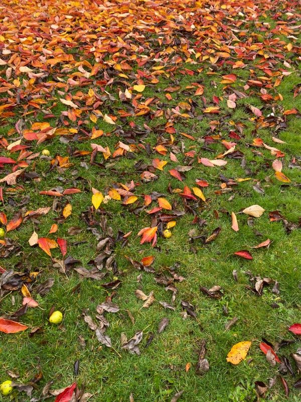 local-lawn-care-services-in-Lakewood-WA
