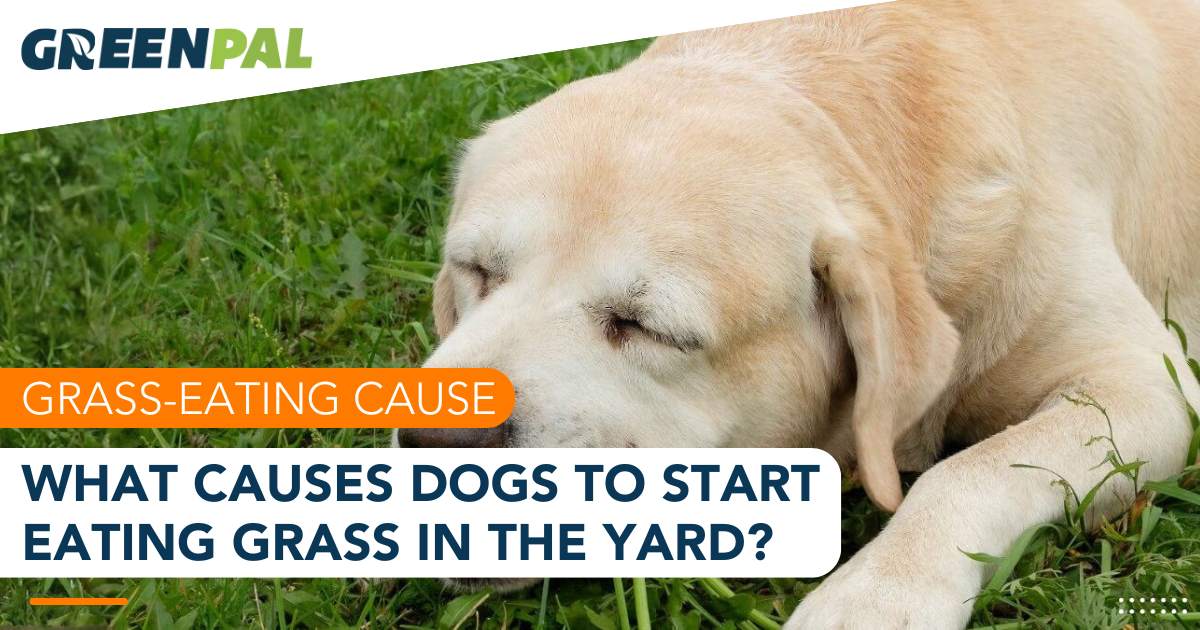 Is Your Dog Eating Grass? Here's What It Really Means | GreenPal