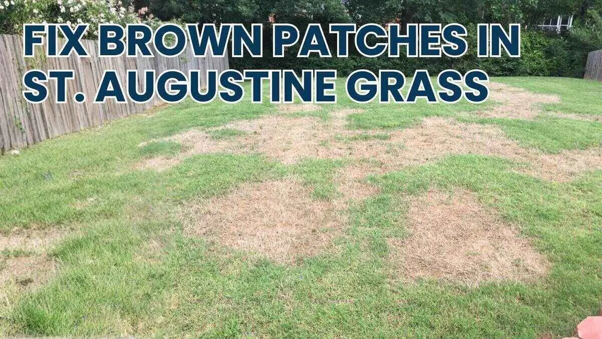 How to Treat and Prevent Brown Patches in Your St. Augustine Grass